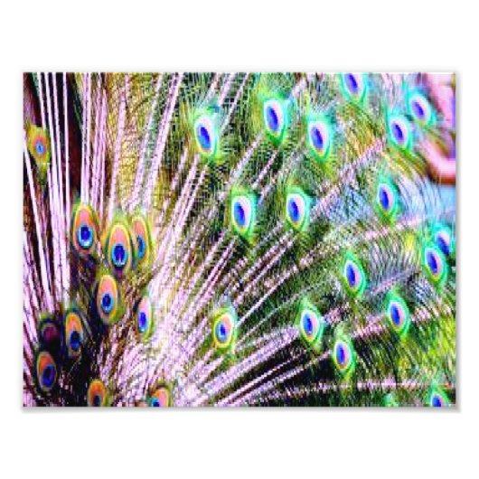 Peacock Feathers Foto Afdruk (Voorkant)