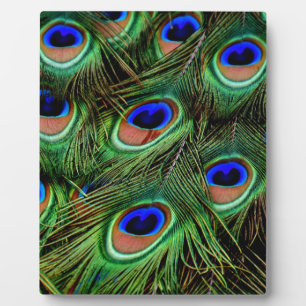 Peacock Feathers Fotoplaat