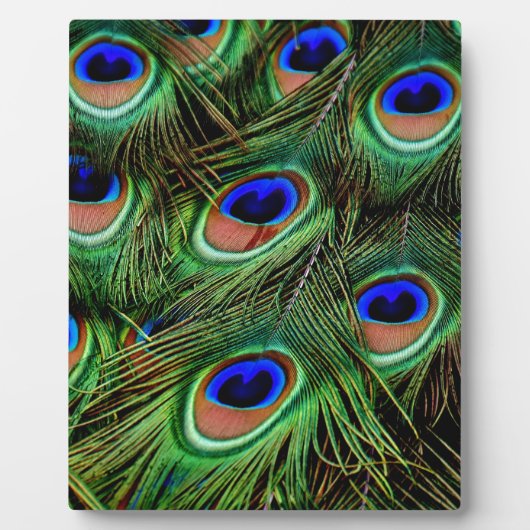 Peacock Feathers Fotoplaat (Voorkant)
