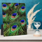 Peacock Feathers Fotoplaat (Zijkant)