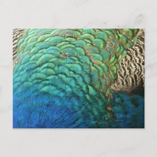 Peacock Feathers I Colorful Abstract Natuur Design Briefkaart (Voorkant)