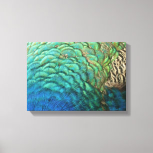 Peacock Feathers I Colorful Abstract Natuur Design Canvas Afdruk