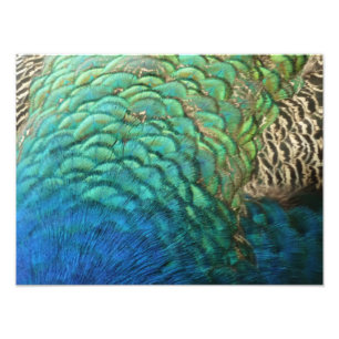 Peacock Feathers I Colorful Abstract Natuur Design Foto Afdruk