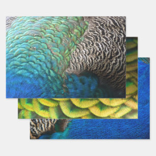Peacock Feathers I Colorful Abstract Natuur Design Inpakpapier Vel