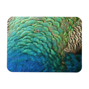 Peacock Feathers I Colorful Abstract Natuur Design Magneet