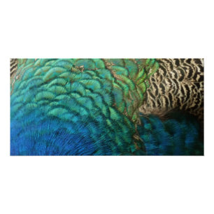 Peacock Feathers I Colorful Abstract Natuur Design Poster
