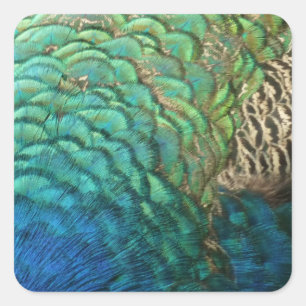 Peacock Feathers I Colorful Abstract Natuur Design Vierkante Sticker