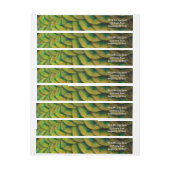 Peacock Feathers II Colorful Natuur (Vel)
