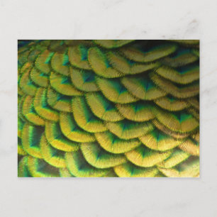 Peacock Feathers II Colorful Natuur Briefkaart