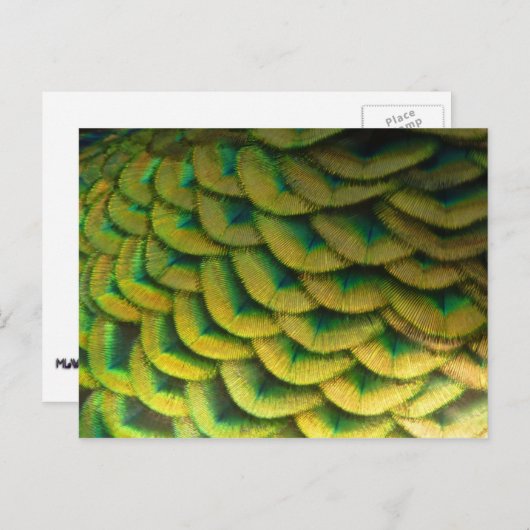 Peacock Feathers II Colorful Natuur Briefkaart (Voorkant / Achterkant)