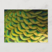 Peacock Feathers II Colorful Natuur Briefkaart (Voorkant)