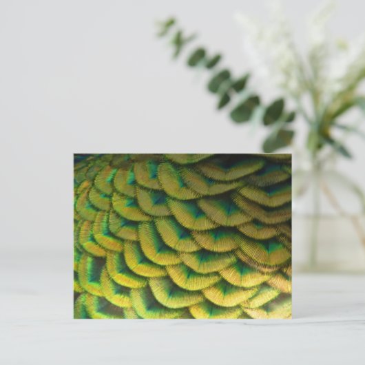 Peacock Feathers II Colorful Natuur Briefkaart (Staand voorkant)