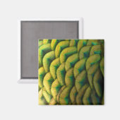 Peacock Feathers II Colorful Natuur Magneet (Voorkant / Achterkant)