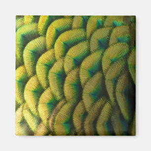 Peacock Feathers II Colorful Natuur Magneet