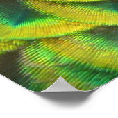 Peacock Feathers II Colorful Natuur Poster (Hoek)