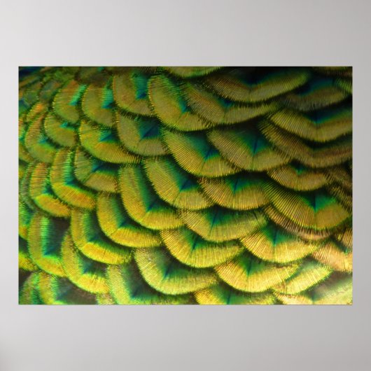 Peacock Feathers II Colorful Natuur Poster (Voorkant)