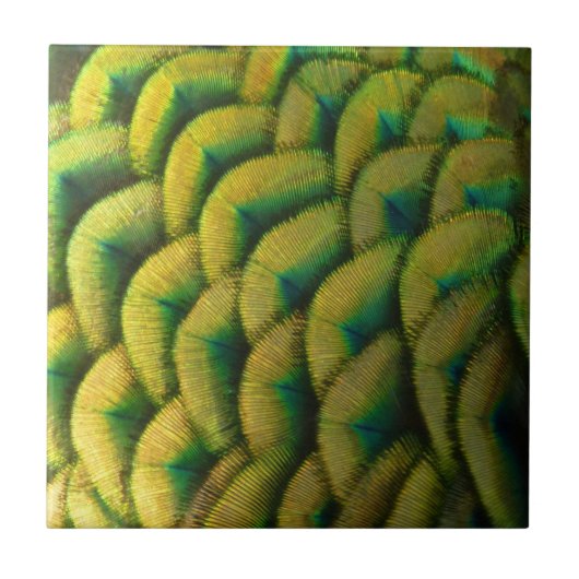 Peacock Feathers II Colorful Natuur Tegeltje (Voorkant)