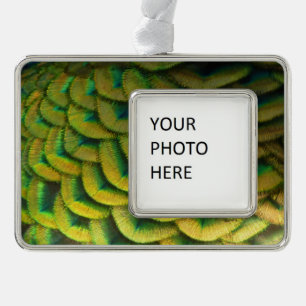 Peacock Feathers II Colorful Natuur Verzilverd Omlijst Ornament