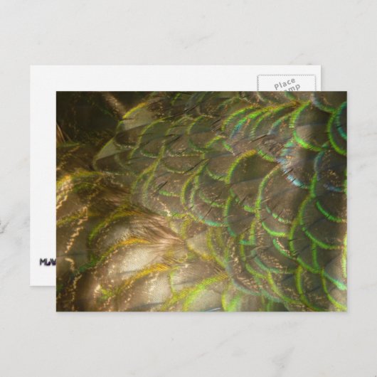 Peacock Feathers III (Vrouw) Subtle Natuur Design Briefkaart (Voorkant / Achterkant)