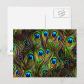 Peacock Feathers Invasion Briefkaart (Voorkant / Achterkant)
