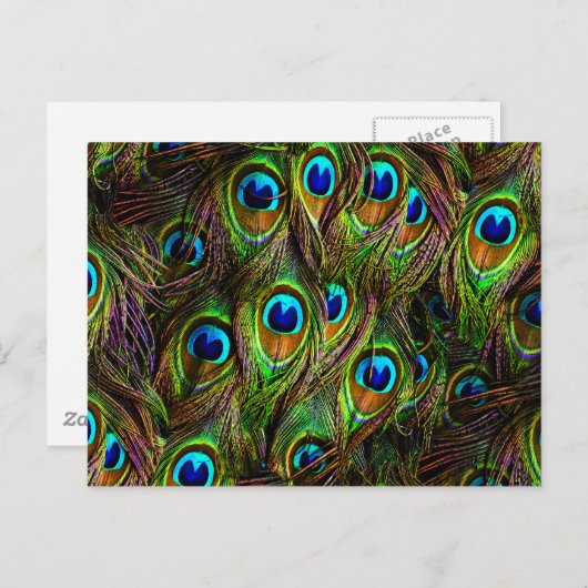 Peacock Feathers Invasion Briefkaart (Voorkant / Achterkant)