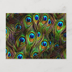 Peacock Feathers Invasion Briefkaart