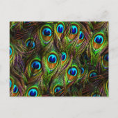 Peacock Feathers Invasion Briefkaart (Voorkant)