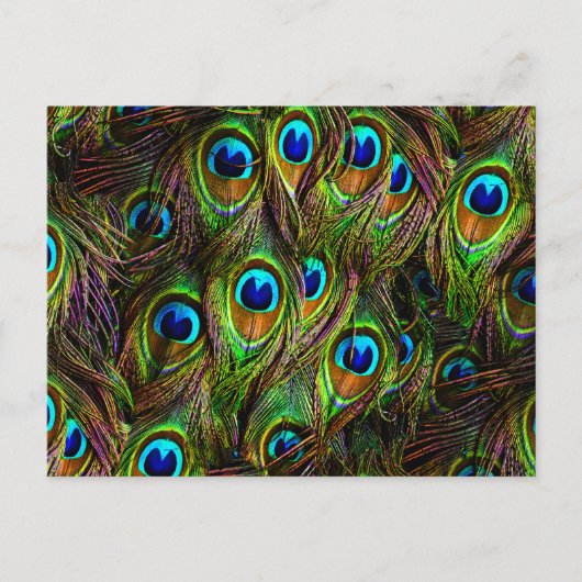 Peacock Feathers Invasion Briefkaart (Voorkant)
