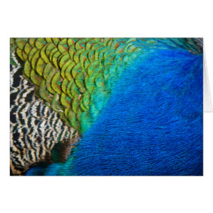 Peacock Feathers IV Kleurrijke Abstracte Natuur