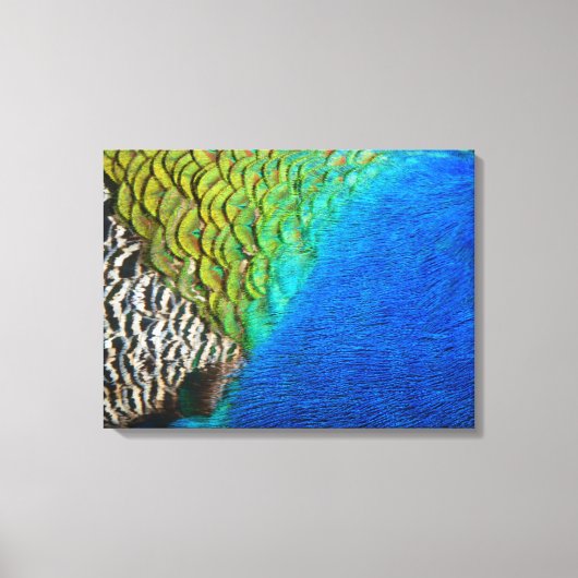 Peacock Feathers IV Kleurrijke Abstracte Natuur Canvas Afdruk (Voorkant)