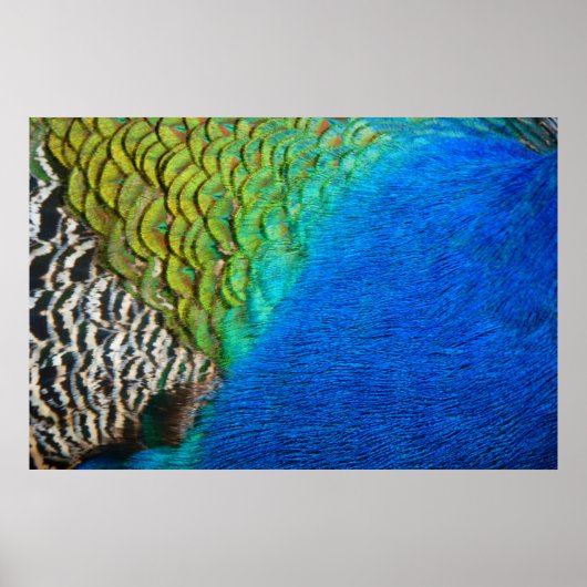 Peacock Feathers IV Kleurrijke Abstracte Natuur Poster (Voorkant)