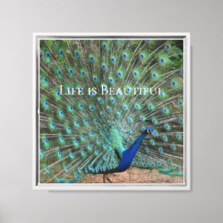 Peacock Feathers Kauai Hawaii Canvas Afdruk