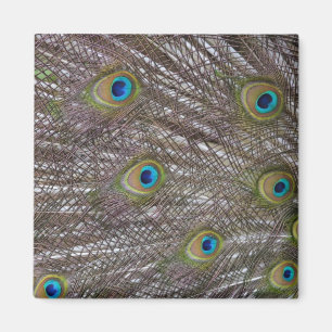 Peacock Feathers Magneet