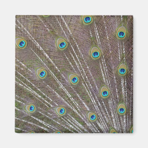 Peacock Feathers Magneet