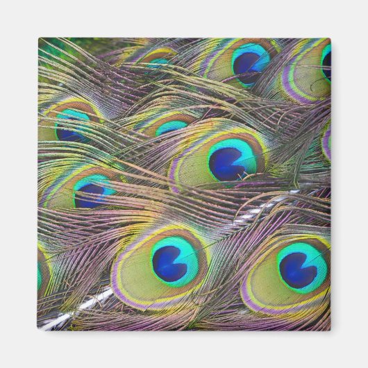 Peacock Feathers Magneet (Voorkant)
