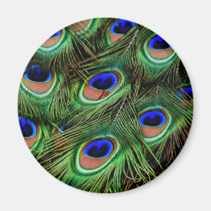 Peacock Feathers Magneet