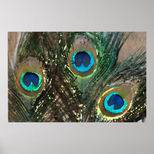 Peacock Feathers met Rocks Poster (Voorkant)