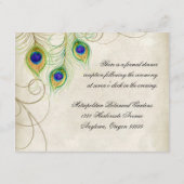 Peacock Feathers Opvangkaart Informatiekaartje (Achterkant)