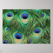 Peacock Feathers - Poster (Voorkant)