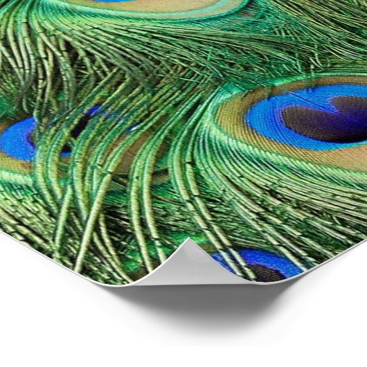 Peacock Feathers - Poster (Hoek)