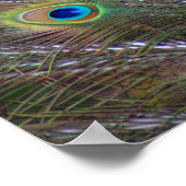 Peacock Feathers Poster (Hoek)