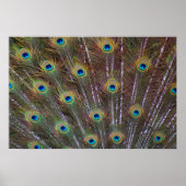 Peacock Feathers Poster (Voorkant)