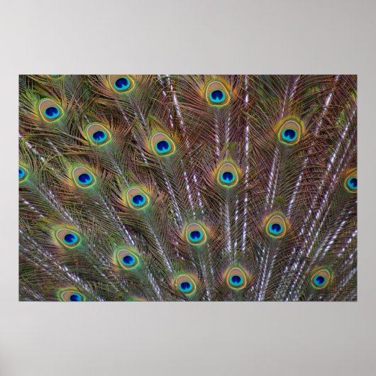 Peacock Feathers Poster (Voorkant)