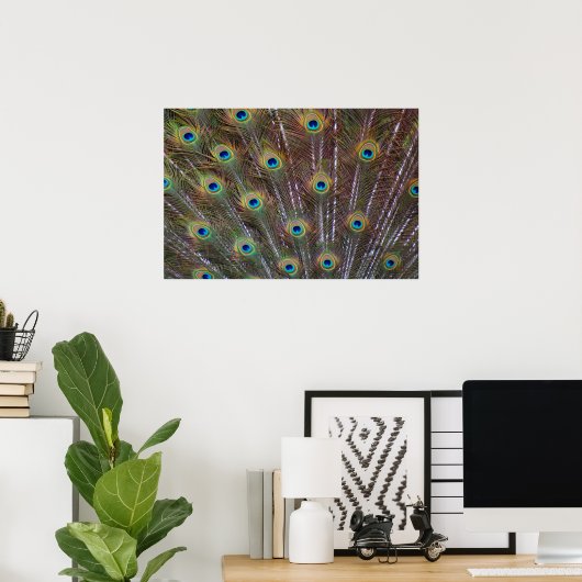 Peacock Feathers Poster (Thuiskantoor)