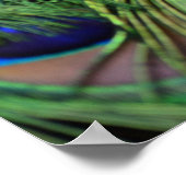 Peacock Feathers Poster (Hoek)