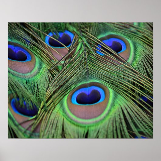 Peacock Feathers Poster (Voorkant)