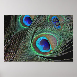 Peacock Feathers Poster -36x24 - kleiner beschikba