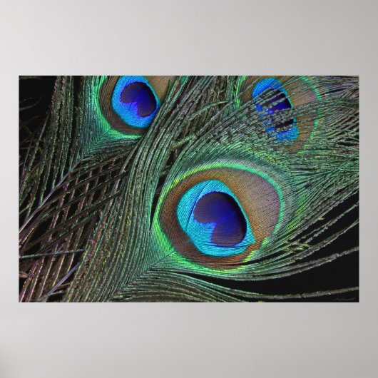 Peacock Feathers Poster -36x24 - kleiner beschikba (Voorkant)