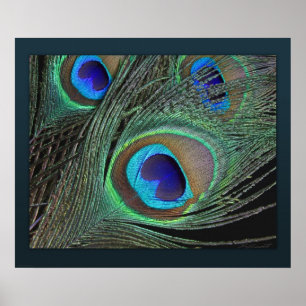 Peacock Feathers Print -24x20 - kleiner beschikbaa