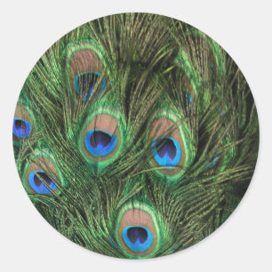 Peacock Feathers Ronde Sticker